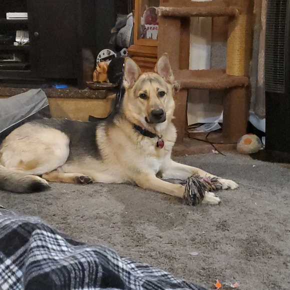 Meet your Posher, Alyssa - Picture 3 of 4